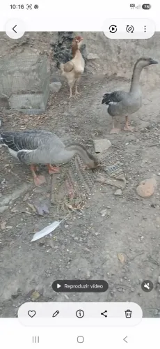 Gansos