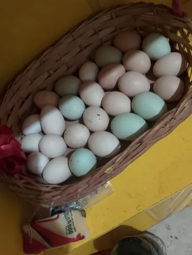 Ovos de franga Gsb 