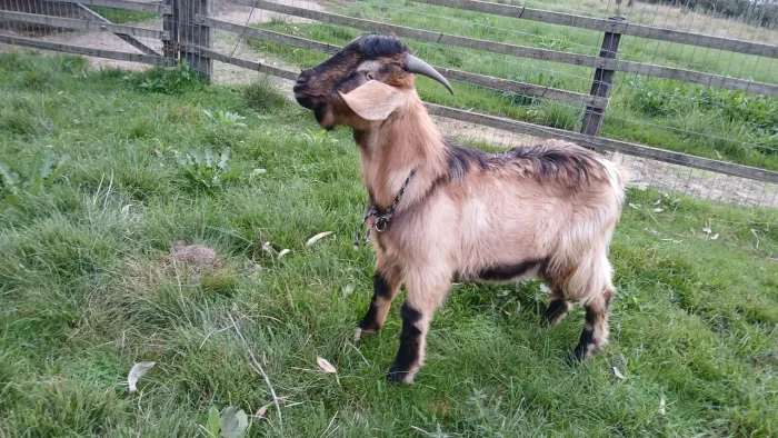 Cabrito macho
