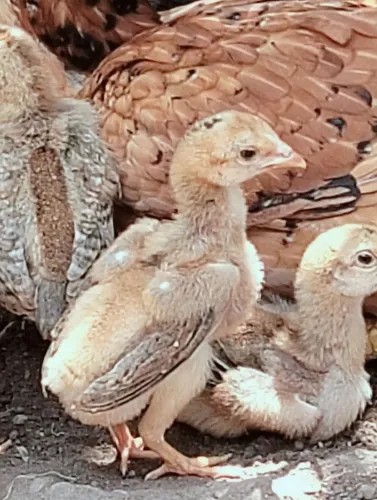 Vendo franguinho caipira