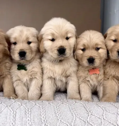 Bebezinho golden retriever dócil e vacinado com saúde garantida