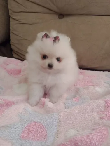Spitz alemão Anã, fêmea micro, com pedigree, entregamos em 10x no Cartão.