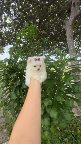 Lulu da Pomerânia Fêmea