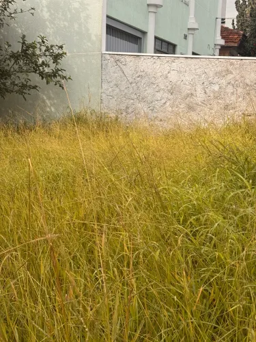 Doação vegetais (mato)