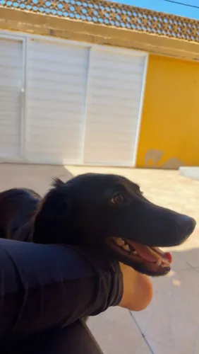 Adoção de filhote 