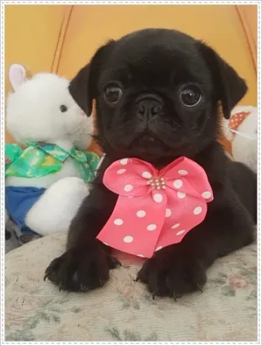 Pug Abricó e Preto, Macho e Fêmea. Com Pedigree.