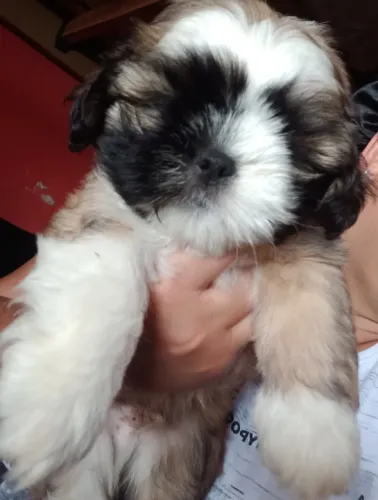 Cachorro