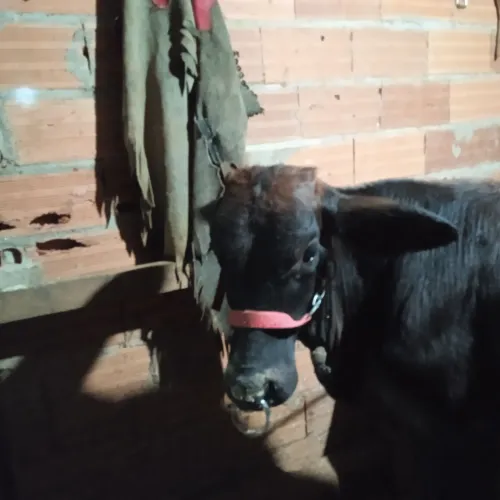 Vende-se boi bom de rédea e bom para andar faço barato também troco ele por um cavalo