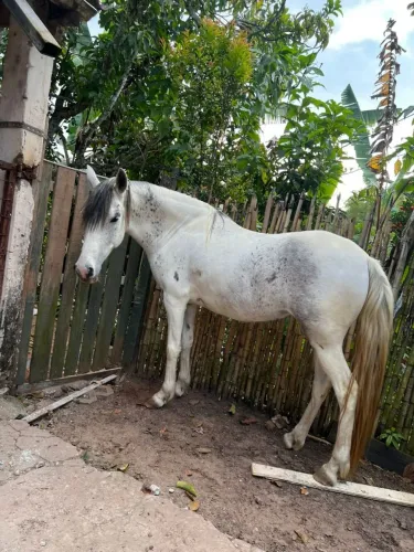 Égua Mangalarga