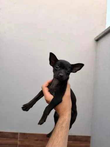 Pinscher fêmea 