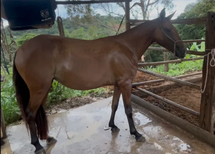 Eguas de marcha centro pra picada a venda 