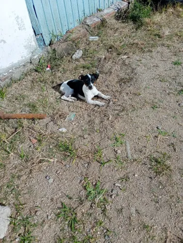 Cães de raça 