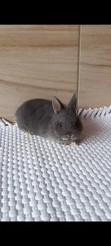 Coelhos Anão Netherland dwarf 