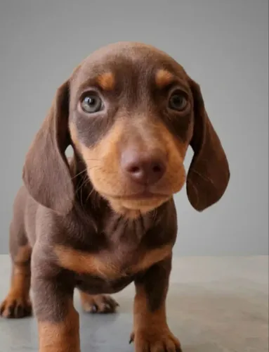 DACHSHUND ( SALSICHA) FÊMEA CHOCOLATE 