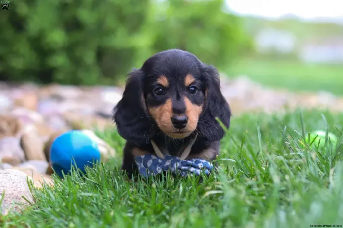 Dachshund Miniatura apaixonante disponível
