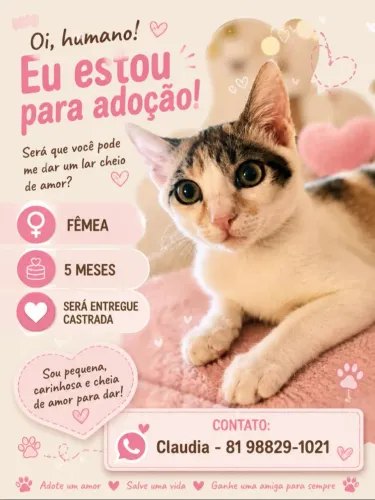 Gatinha para adoção