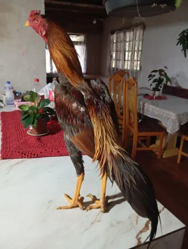 Frango índio pulva amarelo 