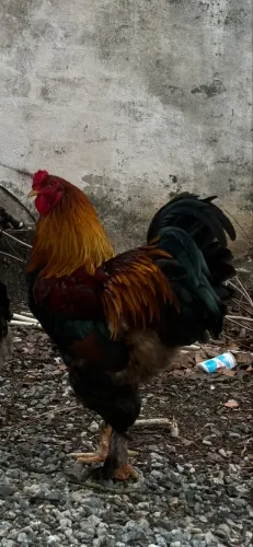 GALO BRAHMA PERDIZ 