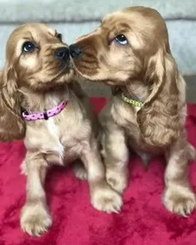 Cocker Ingles Machos e Femeas
