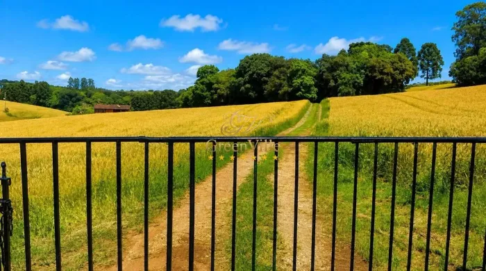 Balsa Nova | Fazenda à Venda | 89 Hectares | 36 Alqueires