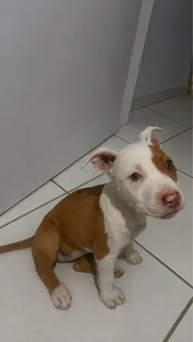 Pitbull
