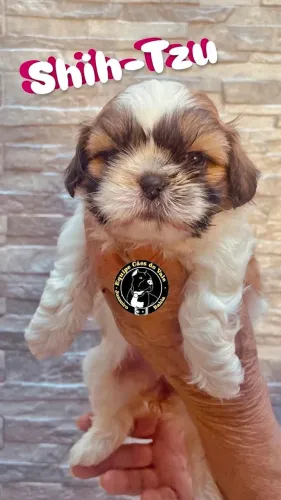 FILHOTE DE SHIH TZU