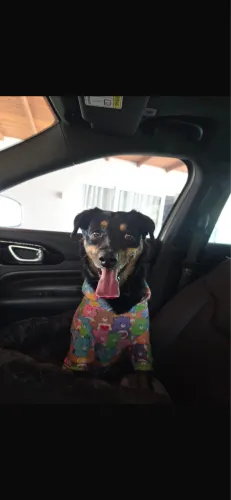Adoção responsável de cachorro!!