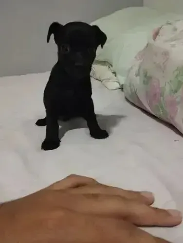 chihuahua x pinscher Respondo pelo 9.9751.6491 Entrega imediata Só paga ao receber o fil