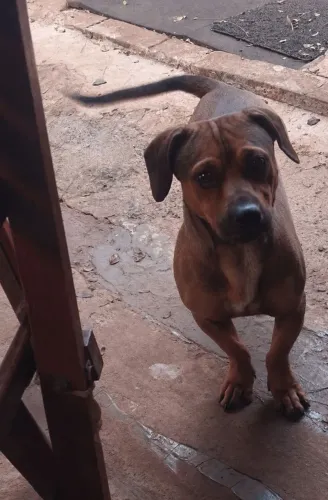 Doa se cachorro