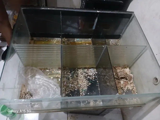 Terrario para hamster (6 divisões)