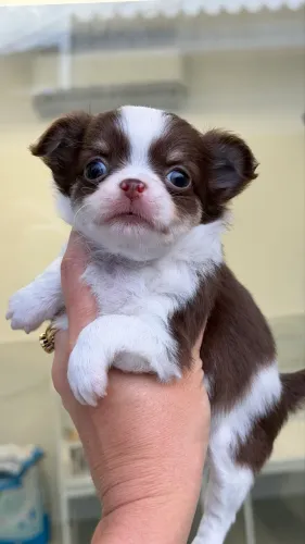 chihuahua branco e choco macho