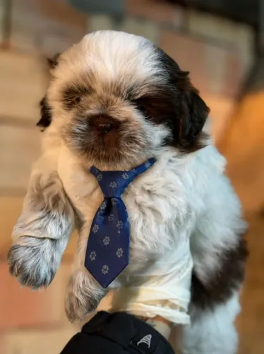 Shih tzu macho!! Vacinado!! Raça pura!! Uma alegria que contagia