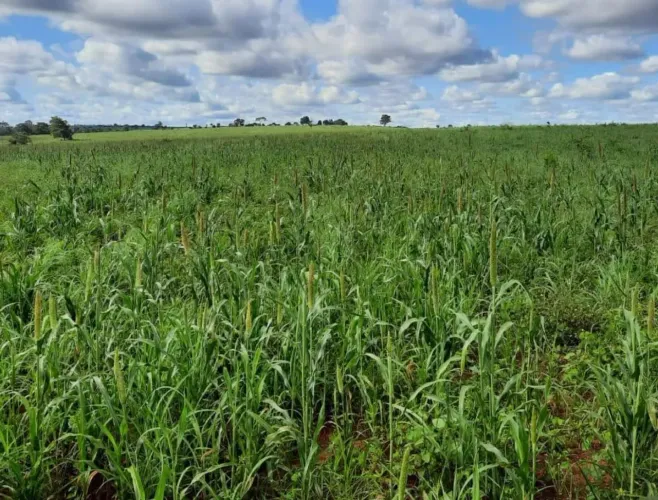FAZENDA À VENDA EM NOVO SÃO JOAQUIM - MATO GROSSO - 1.930 HECTARES | | ALTA PRODUTIVIDADE