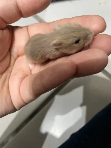 Vendo filhote de Hamster anão russo