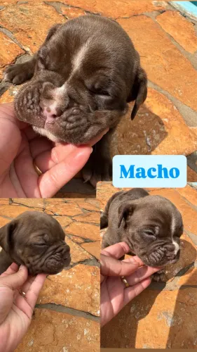 Buldogue campeiro