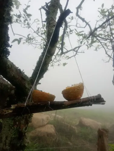 Suporte para passarinhos ?