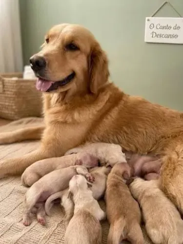 Filhotes de golden para doação!!! Todos vacinados