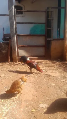 Galo e Galinha