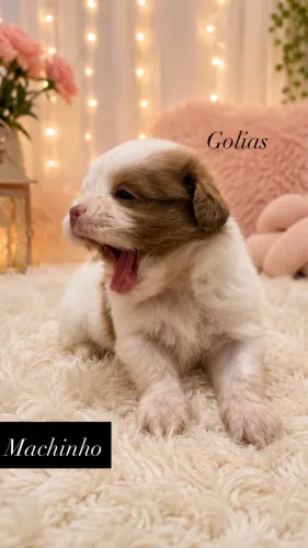 Filhotes de shih-tzu 
