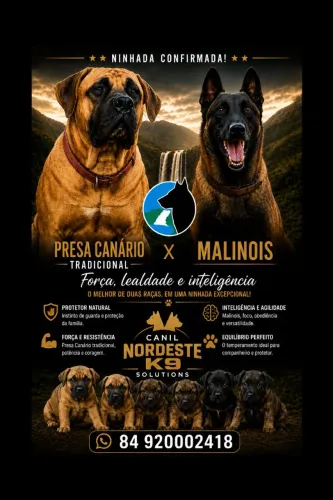 BANDOG presa canário tradicional x malinois