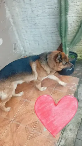 DOAÇÃO DE CACHORRO