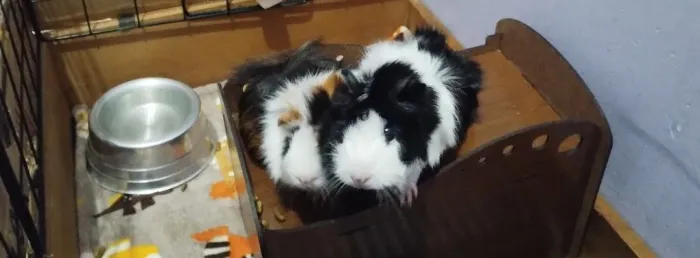 porquinhas da índia fêmeas