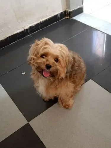 Cachorrinha Shitzu pra tira cria