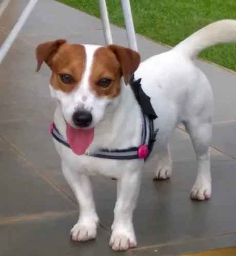 Jack Russel Terrier