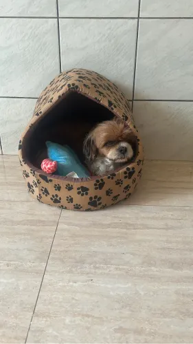 Casinha para pets