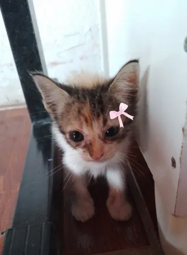 Gatinha futuramente castrada