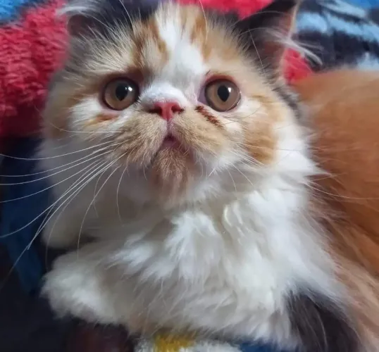 Gato persa