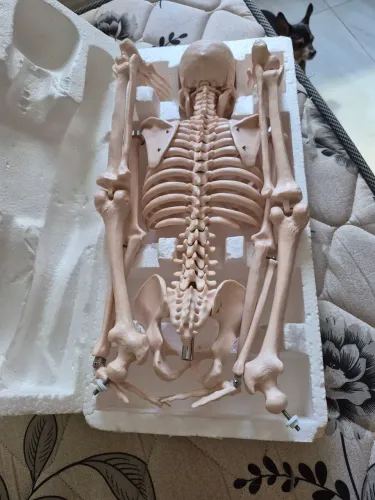 Esqueleto Humano 