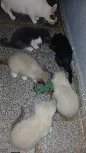 DOAÇÃO RESPONSÁVEL DE GATINHOS