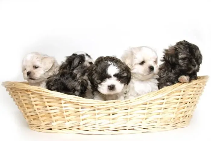 Filhote de Shih Tzu Fofura Que Conquista Corações